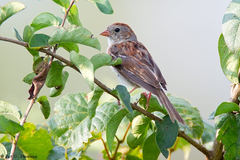 Field Sparrow and leaves
