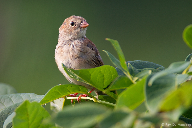 Young Field Sparrow