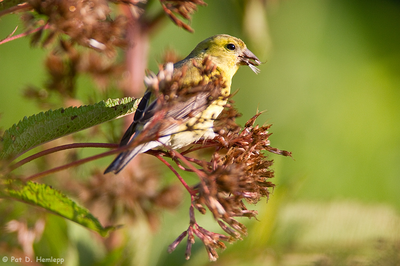 Goldfinch eating