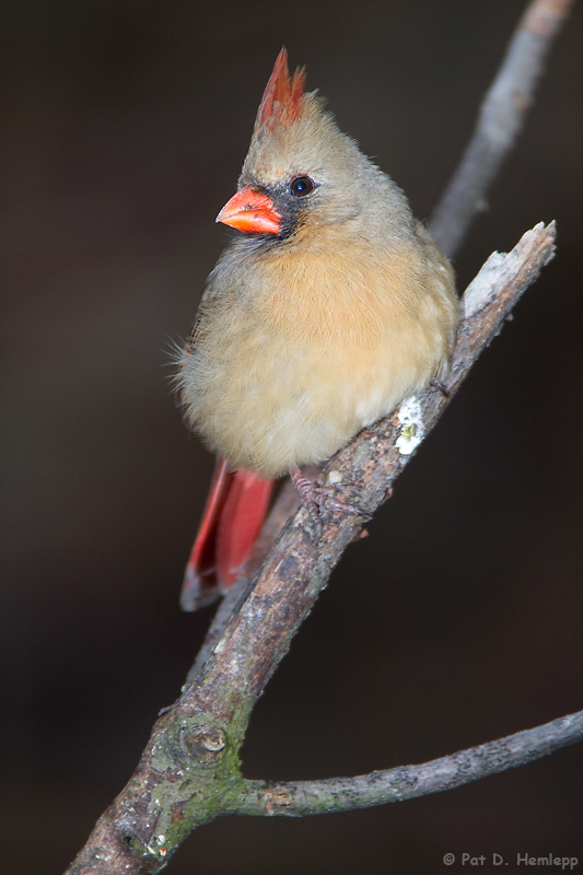 Female Cardinal