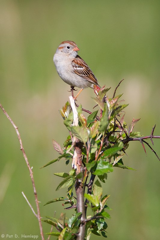 Perched on top