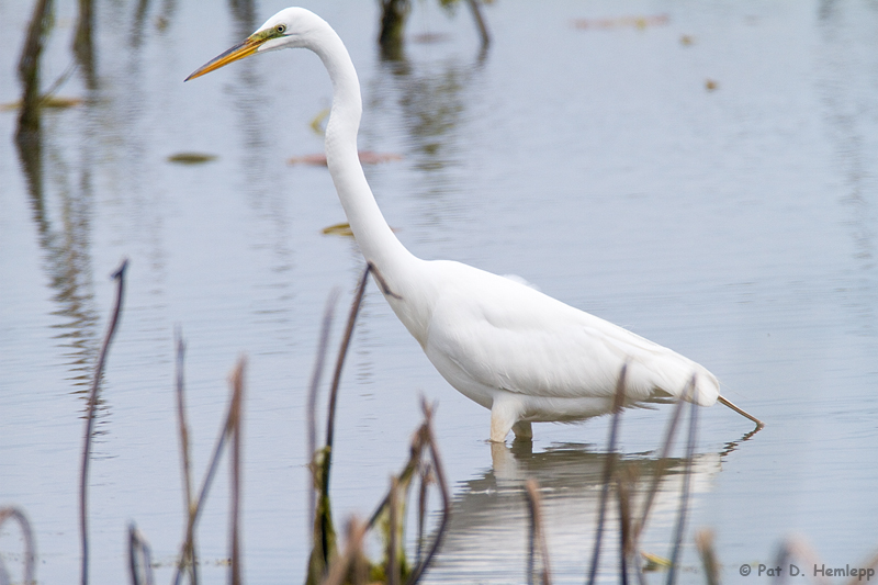 Great Egret 