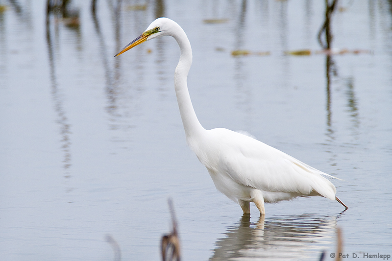 Great Egret 
