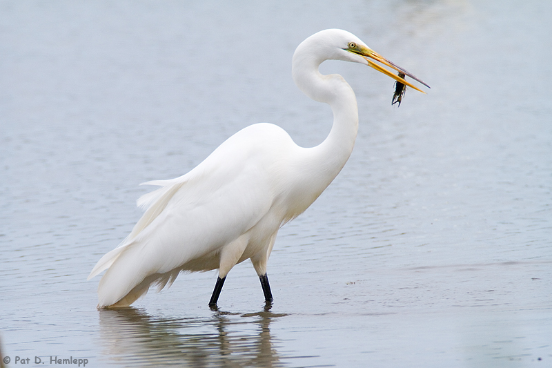 Egret with crayfish 