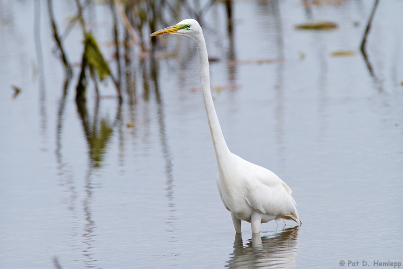 Great Egret 