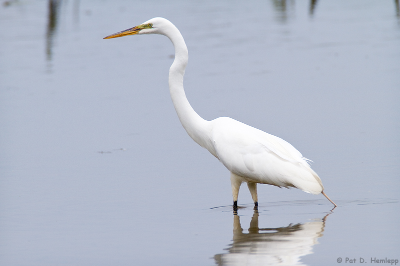 Great Egret 