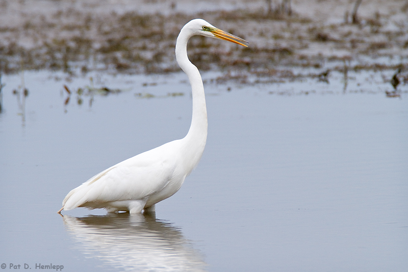 Great Egret 