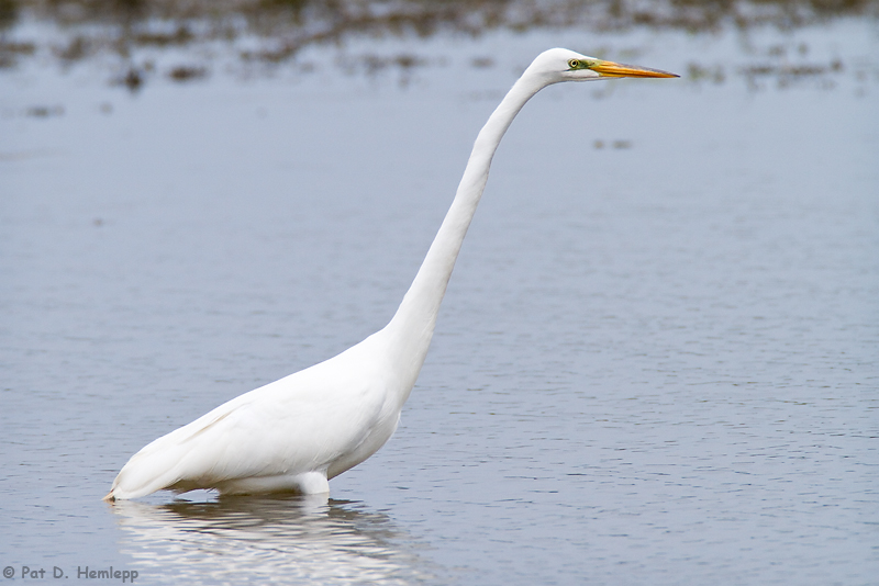 Great Egret 