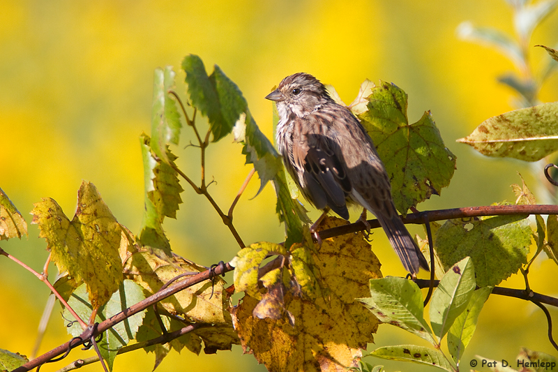 Sparrow on yellow 