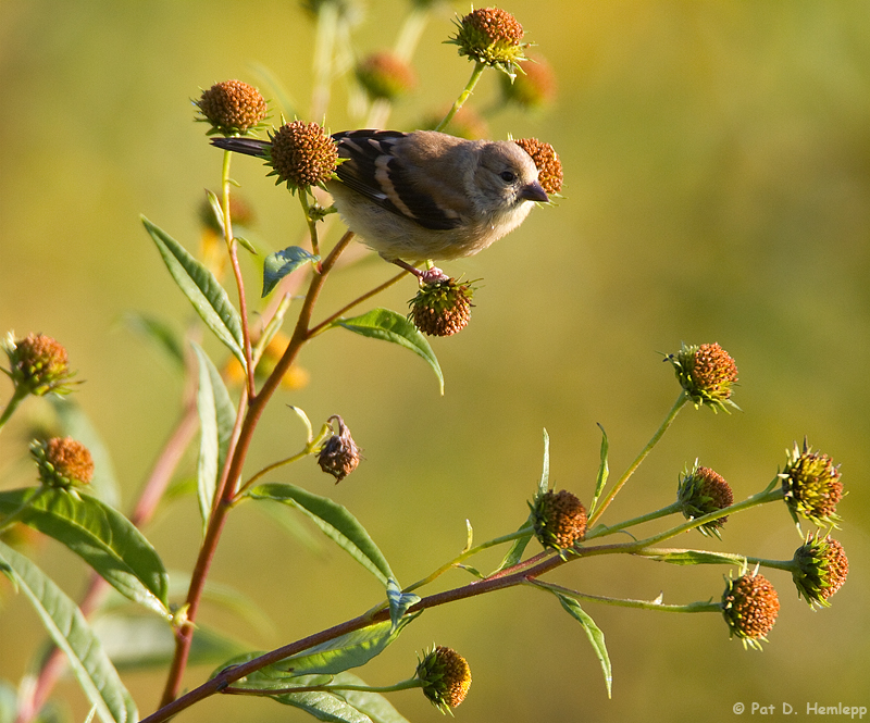 Fall Goldfinch