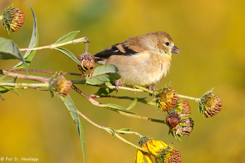 In fall field 