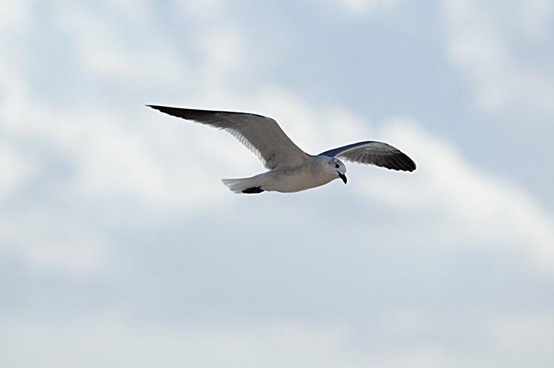 Riding the wind