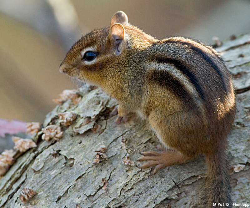 Chipmunk