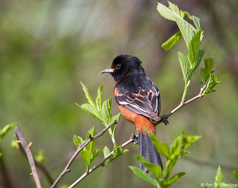 Orioles back