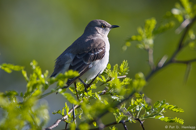 Sunny Mockingbird