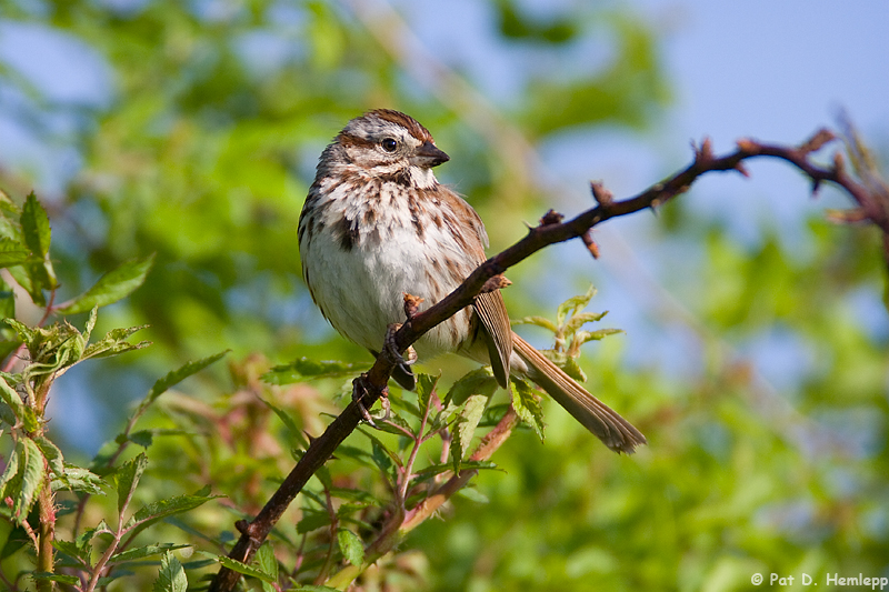Thorny perch