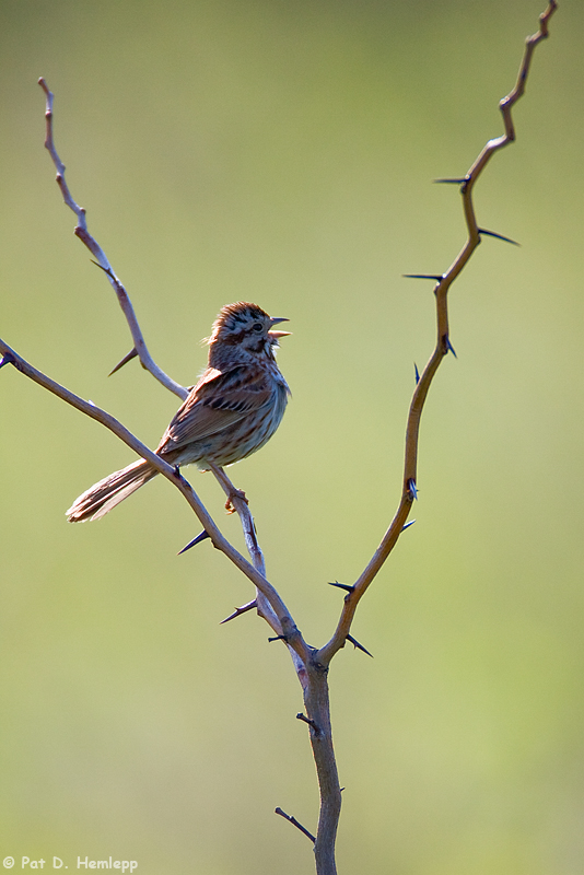 Backlit Song Sparrow