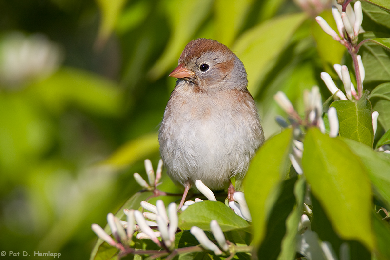 Sparrow and flowers