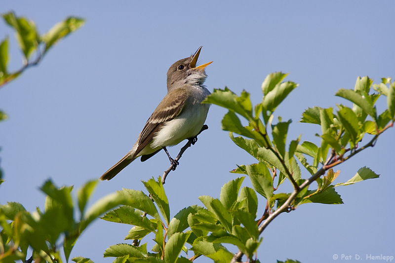 Singing Flycatcher