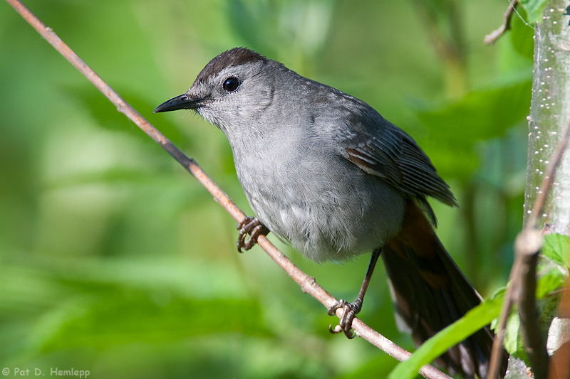 Gray Catbird