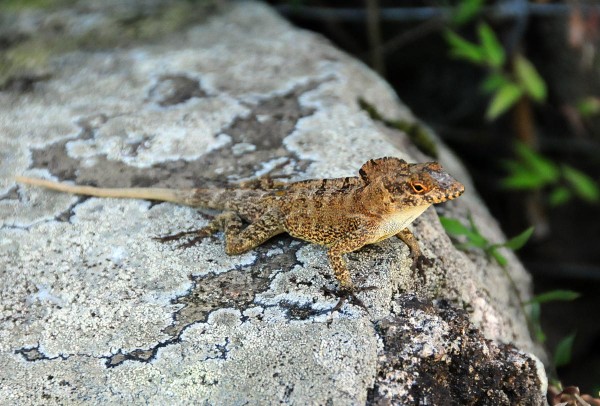 13-0663 Crested anole
