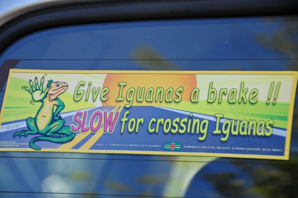 14 1067 Give iguanas a brake