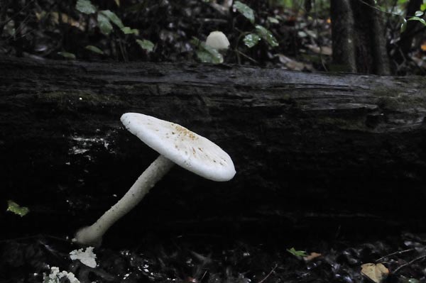 20 In the dark of the woods 2433