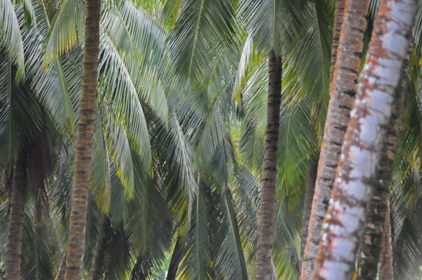 15 Coconut palms 1560