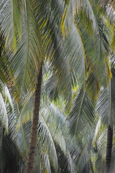 15 Coconut palms 1562