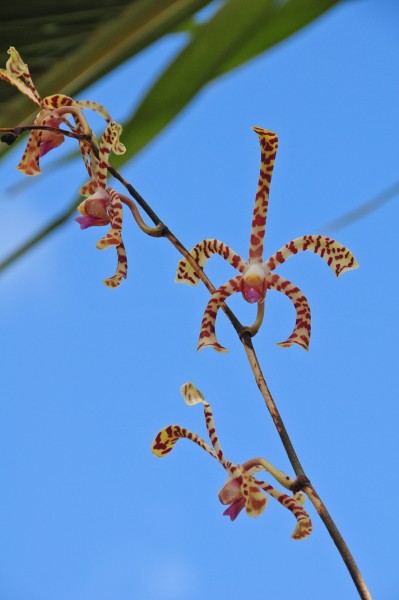 15 Orchids 1704
