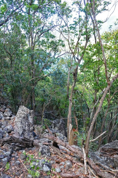 15 Dry forest jungle, Douglas Bay Battery 2098