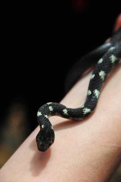 15 Snake - Antilles racer (Alsophis antillensis sibonius) 2145
