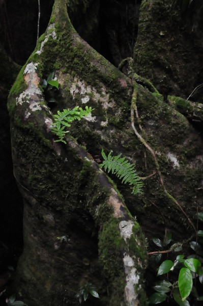 15 Ferns on buttress root 2476