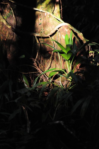 15 Rare light in the jungle 2571