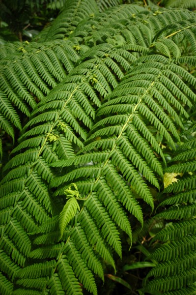 16 Tree fern 1224w