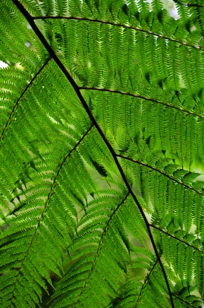 16 Tree fern on trail to Middleham Falls 3046