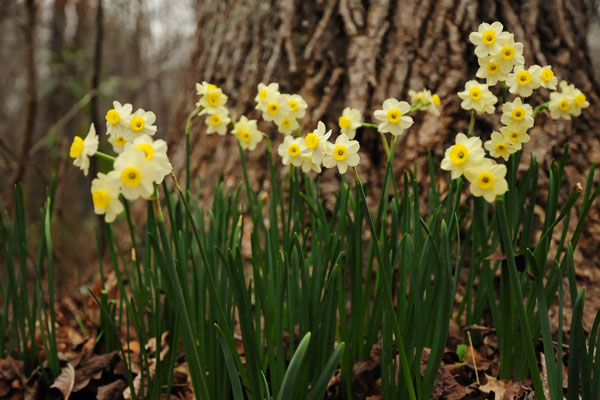 25 Daffodils 0027
