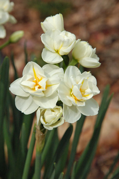 04 Last of the Daffodils 6198
