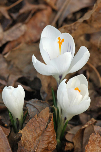 Crocus 6138