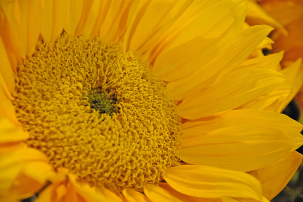 31 Sunflower 2187