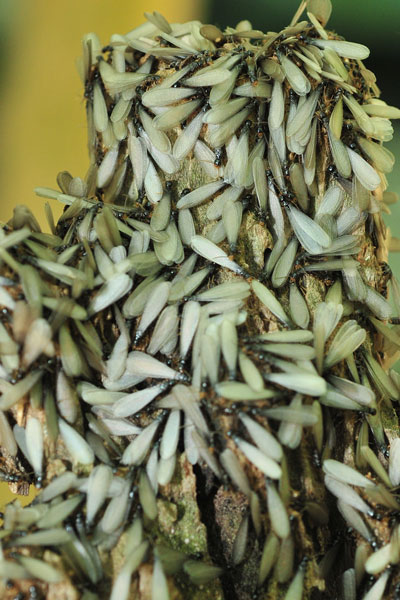 Termites - Blattodea: Epifamily: Termitoidae (Formerly the Isoptera)
