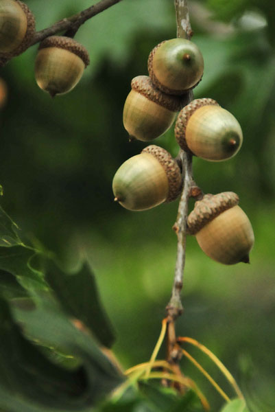16 red oak acorns 9814