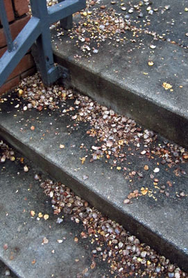 17 Squirrels... 0877