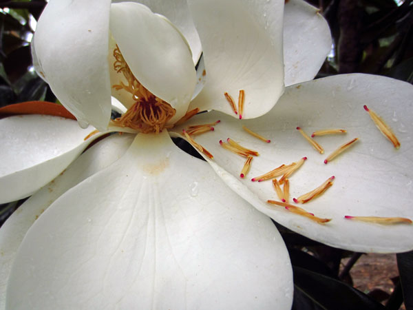 01June magnolia 3111