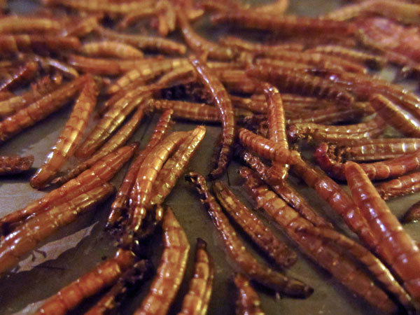04 Roasted mealworms 6651