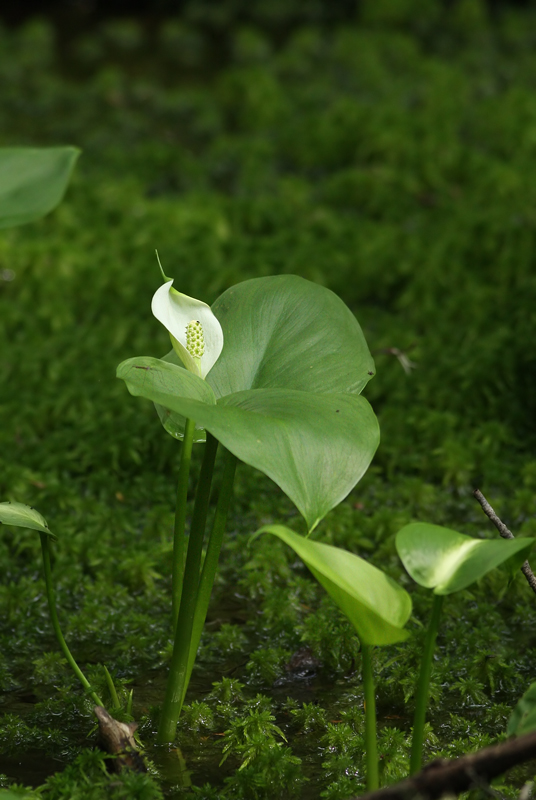 Calla palustris (Wild Calla)