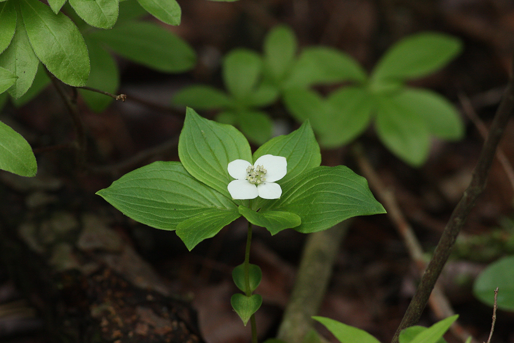 Cornus canadensis (Bunchberry)