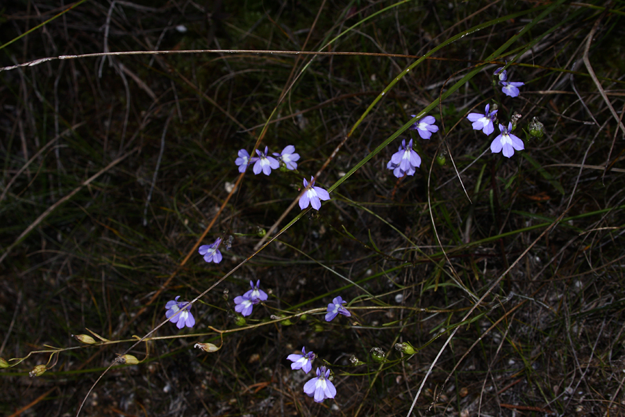 Kalms Lobelia