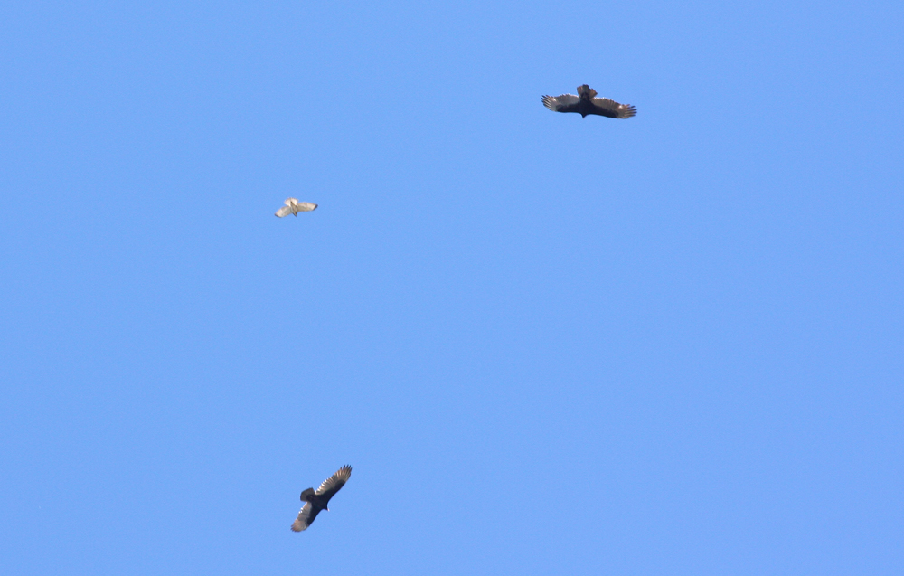 Broad-winged Hawk and Turkey Vultures