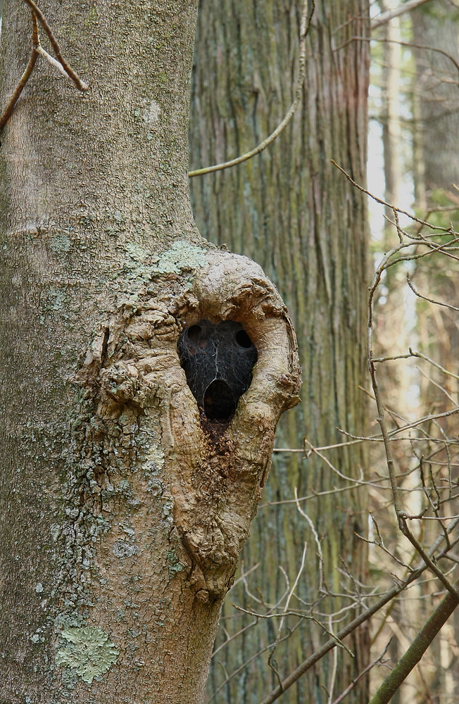 Face in the woods....